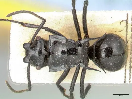 Polyrhachis aurita specimen FOCOL0454 image focol0454_1