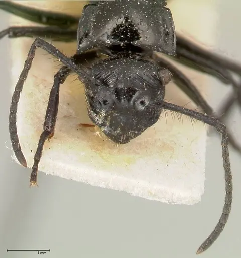 Polyrhachis aurita specimen FOCOL0454 image focol0454_2