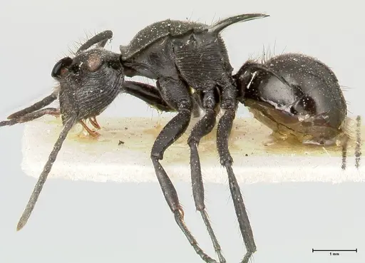 Polyrhachis aurita specimen FOCOL0454 image focol0454_3