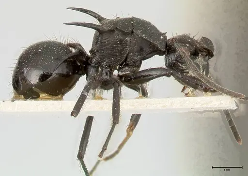 Polyrhachis aurita specimen FOCOL0454 image focol0454_4