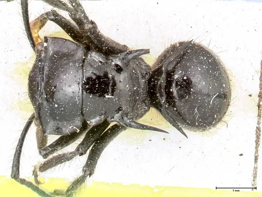 Polyrhachis aurita specimen FOCOL0455 image focol0455_1