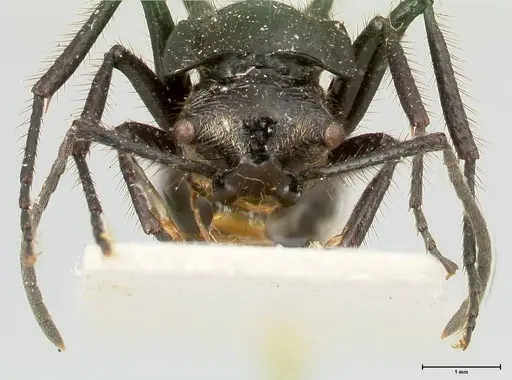 Polyrhachis aurita specimen FOCOL0455 image focol0455_2