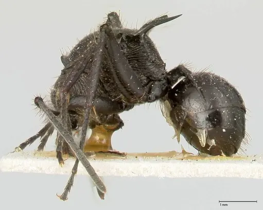 Polyrhachis aurita specimen FOCOL0455 image focol0455_3