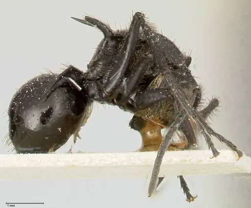 Polyrhachis aurita specimen FOCOL0455 image focol0455_4