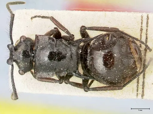Polyrhachis aurita specimen FOCOL0456 image focol0456_1