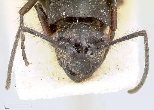 Polyrhachis aurita specimen FOCOL0456 image focol0456_2