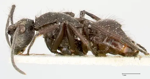 Polyrhachis aurita specimen FOCOL0456 image focol0456_3