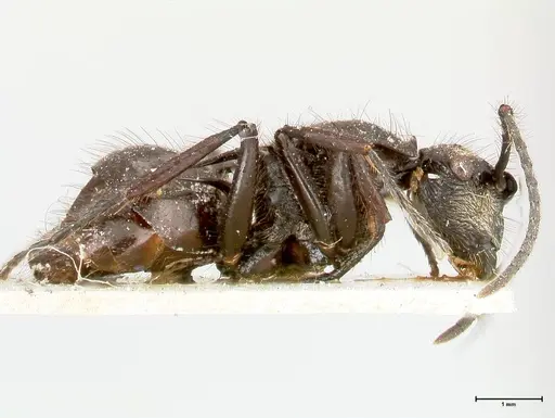 Polyrhachis aurita specimen FOCOL0456 image focol0456_4