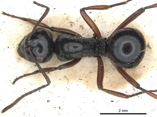 Polyrhachis australis specimen CASENT0903425 image casent0903425_1