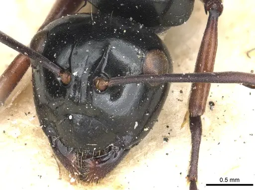Polyrhachis australis specimen CASENT0903425 image casent0903425_2