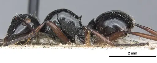 Polyrhachis australis specimen CASENT0903425 image casent0903425_3
