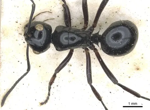 Polyrhachis australis specimen CASENT0903426 image casent0903426_1