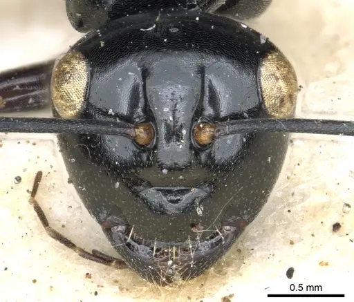Polyrhachis australis specimen CASENT0903426 image casent0903426_2