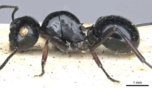 Polyrhachis australis specimen CASENT0903426 image casent0903426_3