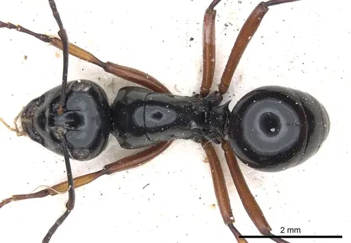 Polyrhachis australis specimen CASENT0903427 image casent0903427_1