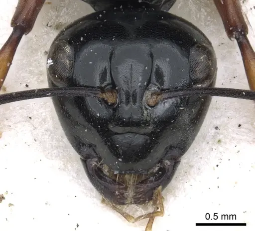 Polyrhachis australis specimen CASENT0903427 image casent0903427_2