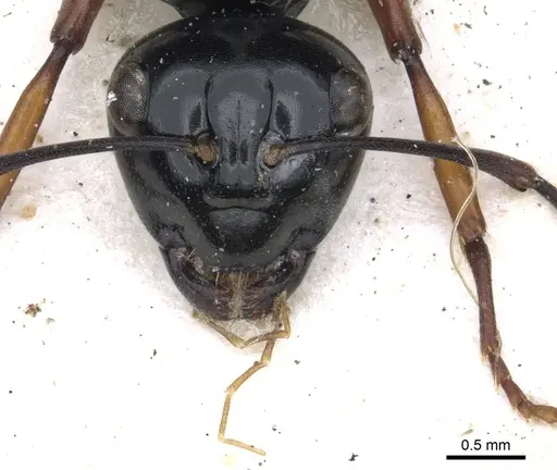 Polyrhachis australis specimen CASENT0903427 image casent0903427_3