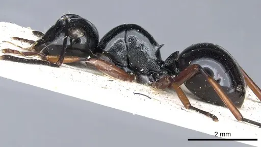 Polyrhachis australis specimen CASENT0903427 image casent0903427_4