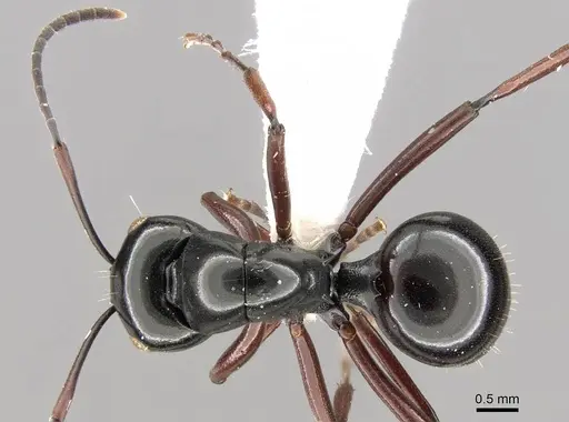 Polyrhachis australis specimen CASENT0906792 image casent0906792_1