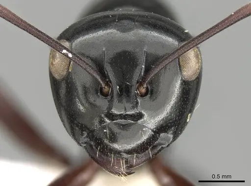 Polyrhachis australis specimen CASENT0906792 image casent0906792_2
