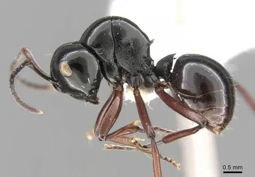 Polyrhachis australis specimen CASENT0906792 image casent0906792_3