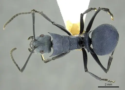 Polyrhachis baca specimen CASENT0915816 image casent0915816_1