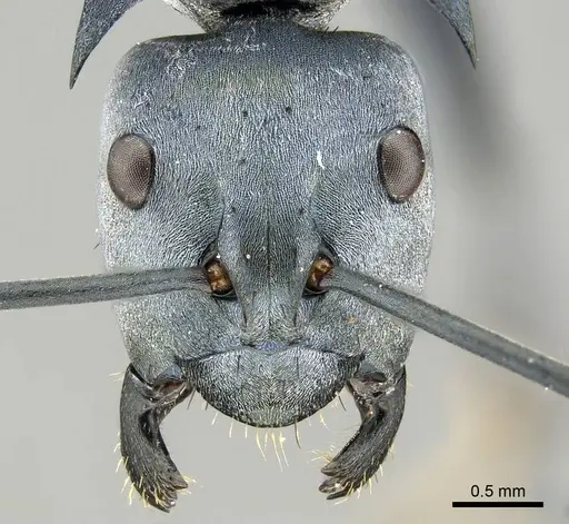 Polyrhachis baca specimen CASENT0915816 image casent0915816_2