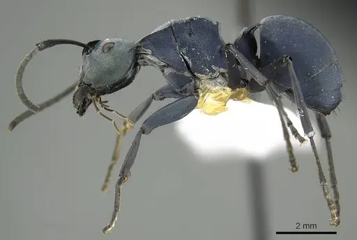 Polyrhachis baca specimen CASENT0915816 image casent0915816_3
