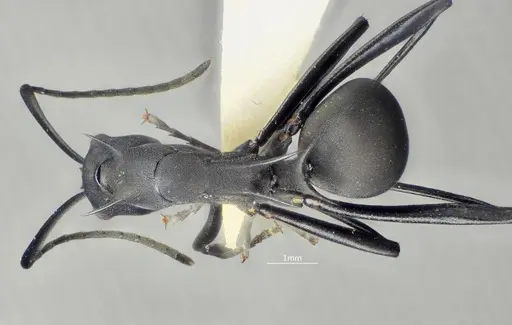 Polyrhachis bakana specimen ANTWEB1060616 image antweb1060616_1
