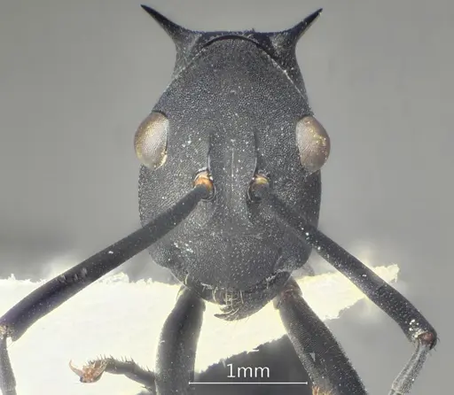 Polyrhachis bakana specimen ANTWEB1060616 image antweb1060616_2