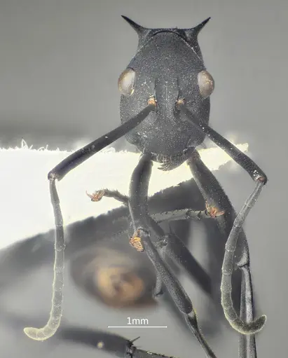 Polyrhachis bakana specimen ANTWEB1060616 image antweb1060616_3