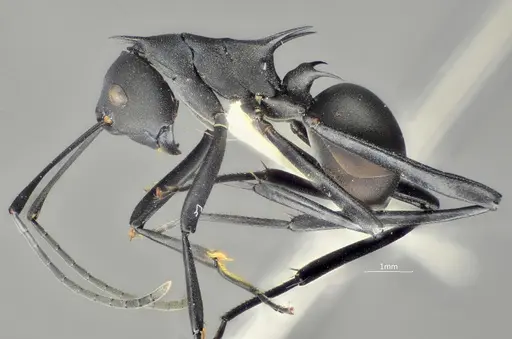 Polyrhachis bakana specimen ANTWEB1060616 image antweb1060616_4