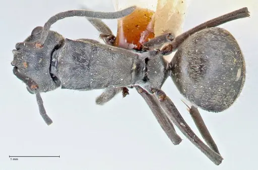 Polyrhachis bakeri specimen FOCOL2626 image focol2626_1