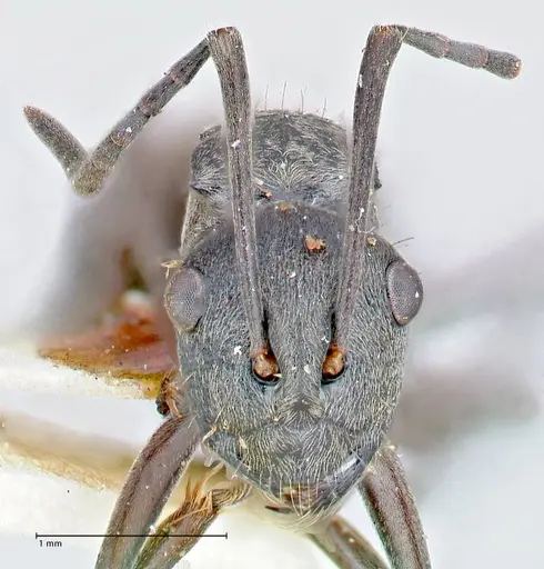 Polyrhachis bakeri specimen FOCOL2626 image focol2626_2