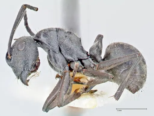 Polyrhachis bakeri specimen FOCOL2626 image focol2626_3