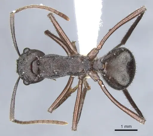 Polyrhachis bamaga specimen CASENT0903354 image casent0903354_1