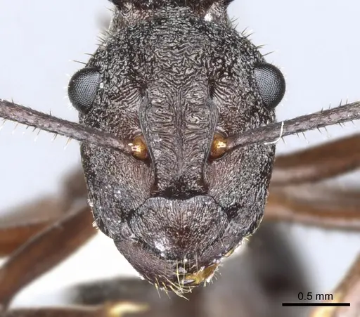 Polyrhachis bamaga specimen CASENT0903354 image casent0903354_2