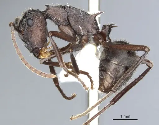 Polyrhachis bamaga specimen CASENT0903354 image casent0903354_3