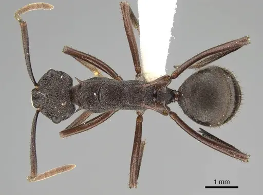 Polyrhachis bamaga specimen CASENT0919846 image casent0919846_1