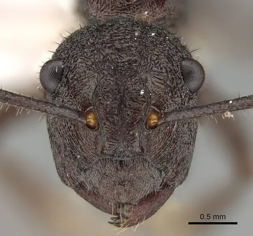 Polyrhachis bamaga specimen CASENT0919846 image casent0919846_2