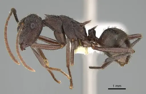 Polyrhachis bamaga specimen CASENT0919846 image casent0919846_3