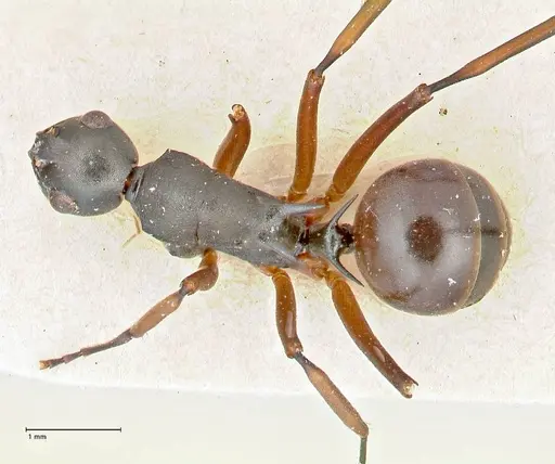 Polyrhachis banghaasi specimen FOCOL2666 image focol2666_1