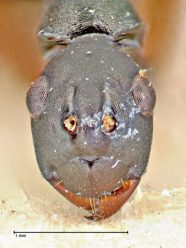 Polyrhachis banghaasi specimen FOCOL2666 image focol2666_2