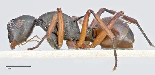 Polyrhachis banghaasi specimen FOCOL2666 image focol2666_3