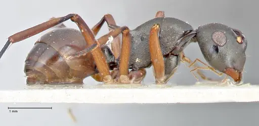 Polyrhachis banghaasi specimen FOCOL2666 image focol2666_4