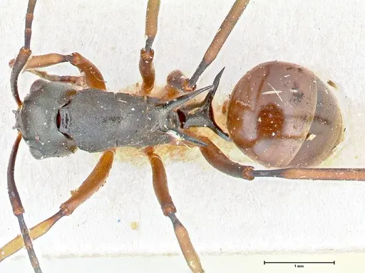 Polyrhachis banghaasi specimen FOCOL2667 image focol2667_1