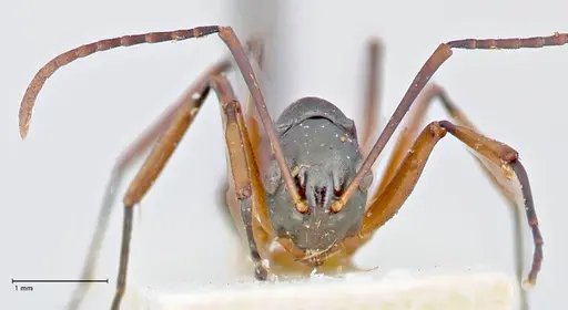 Polyrhachis banghaasi specimen FOCOL2667 image focol2667_2