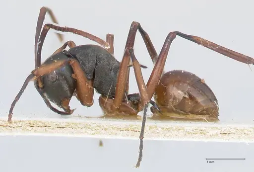 Polyrhachis banghaasi specimen FOCOL2667 image focol2667_3
