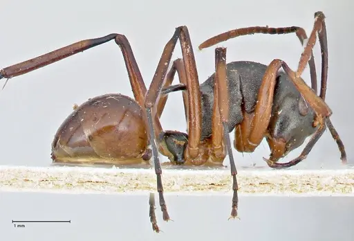 Polyrhachis banghaasi specimen FOCOL2667 image focol2667_4