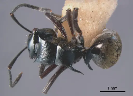 Polyrhachis barretti specimen ANTWEB1008257 image antweb1008257_1